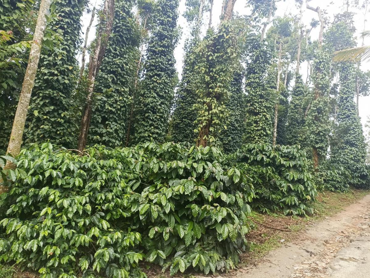 Coffee Country Homestay Chikmagalūr Kültér fotó