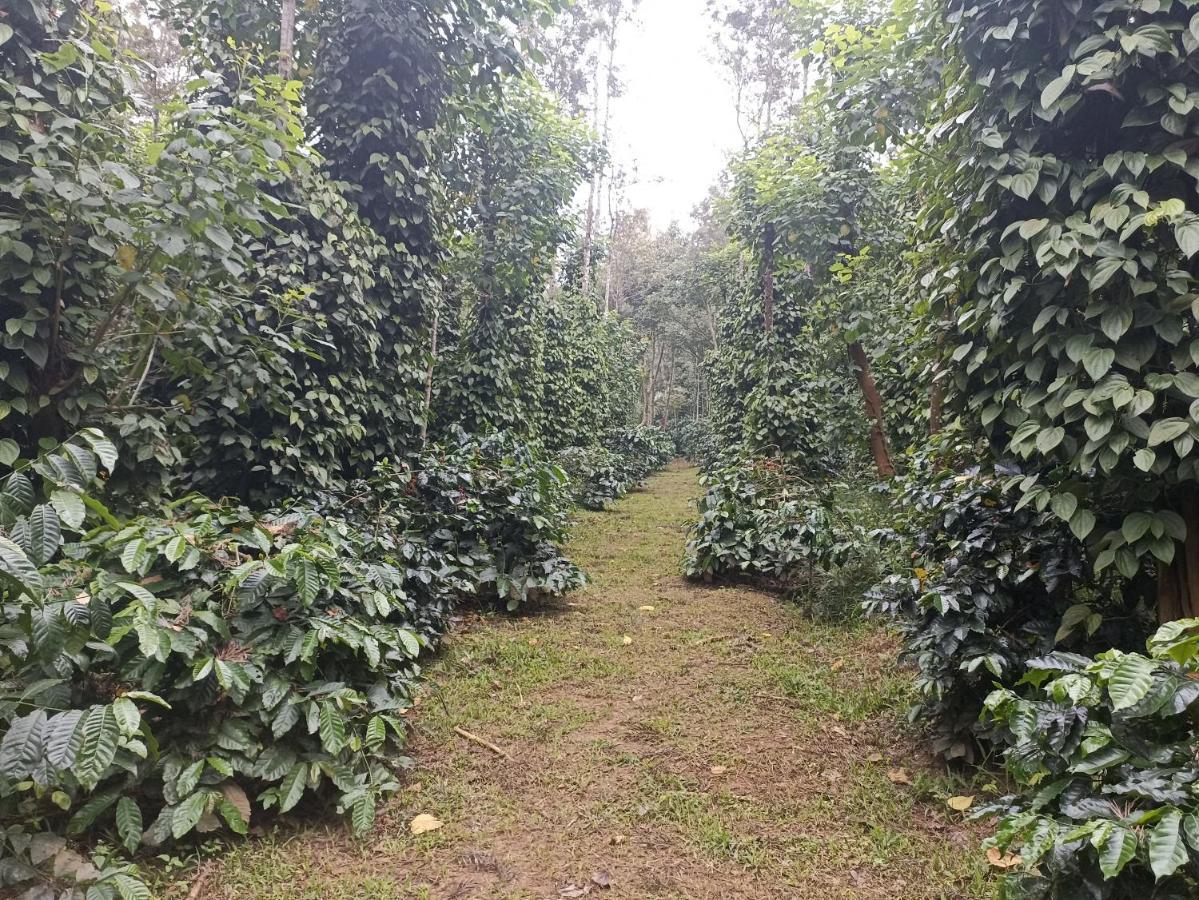 Coffee Country Homestay Chikmagalūr Kültér fotó