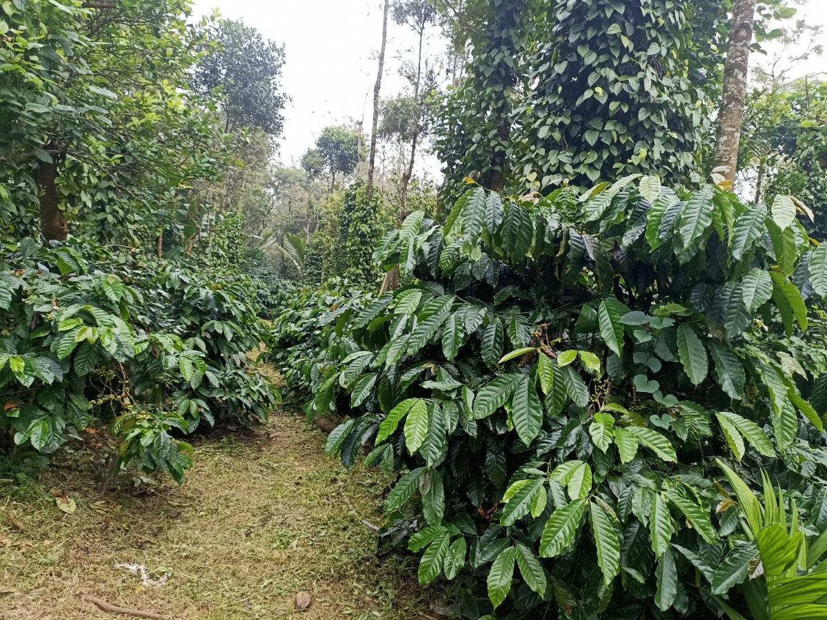 Coffee Country Homestay Chikmagalūr Kültér fotó