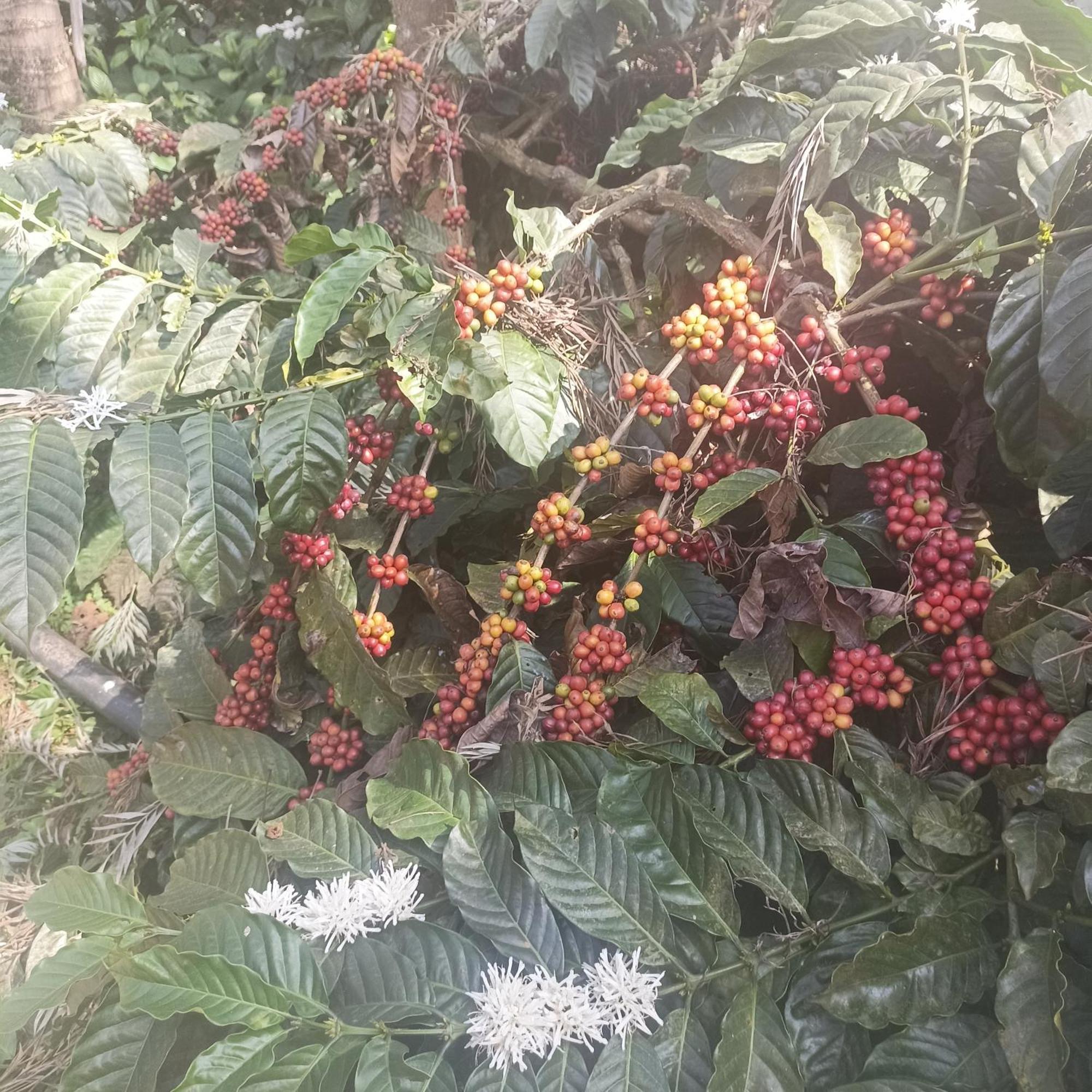Coffee Country Homestay Chikmagalūr Kültér fotó