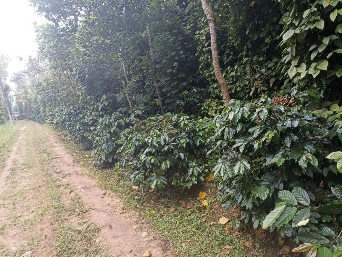 Coffee Country Homestay Chikmagalūr Kültér fotó