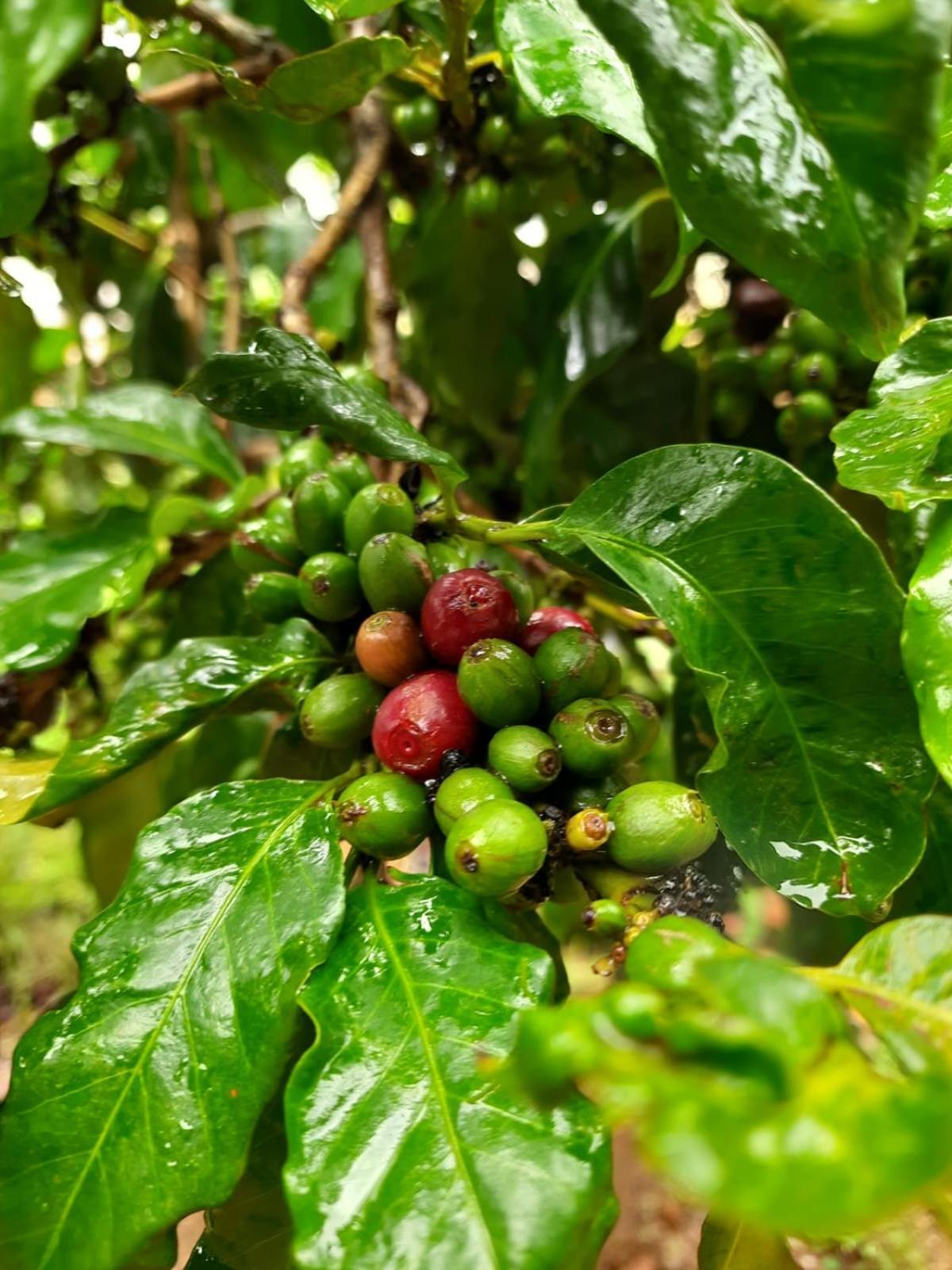 Coffee Country Homestay Chikmagalūr Kültér fotó