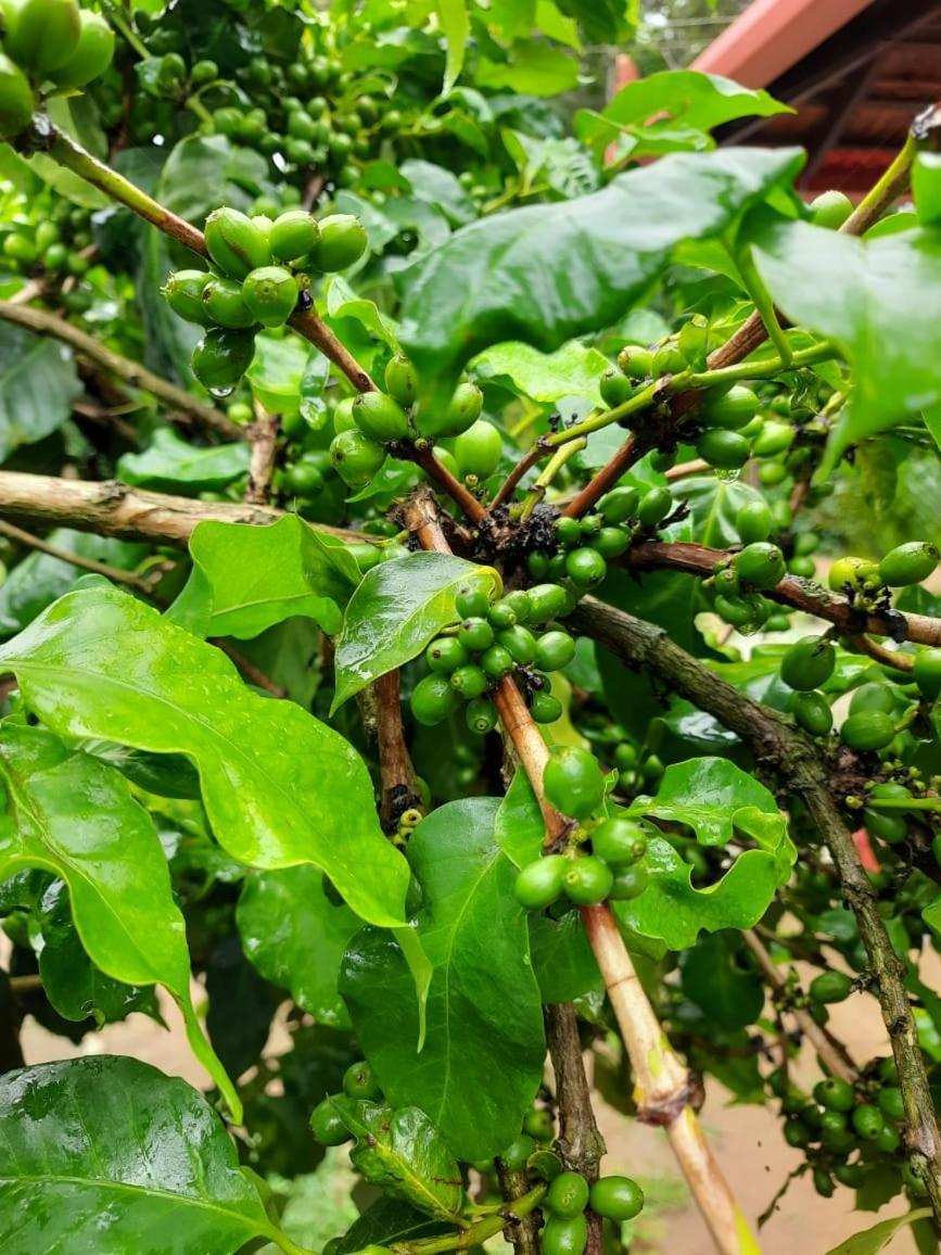 Coffee Country Homestay Chikmagalūr Kültér fotó
